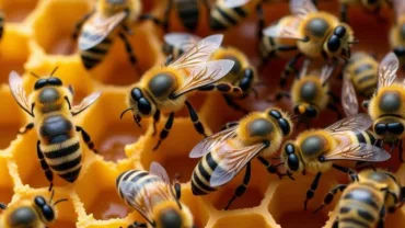 Bees working on honeycomb