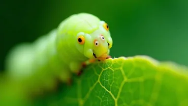 Caterpillar on a Leaf Dream