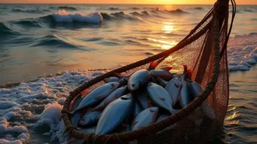 A fisherman's net being pulled from the sea, filled with fish, as the sun sets on the horizon