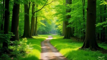 Tranquil green forest path bathed in sunlight