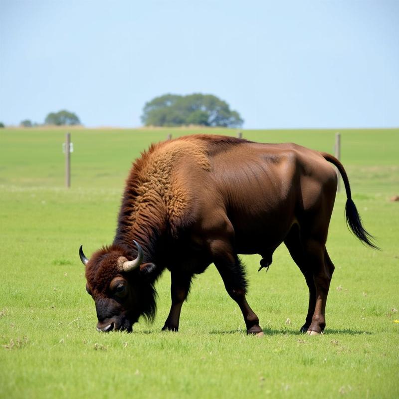 Peaceful Buffalo Grazing in Dream