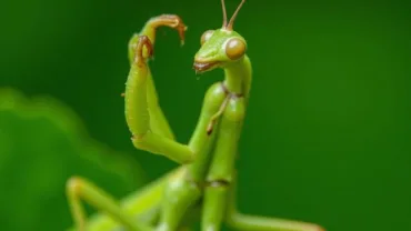 Praying Mantis on a Green Leaf