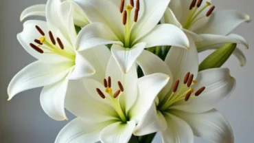 Dream interpretation of white flowers